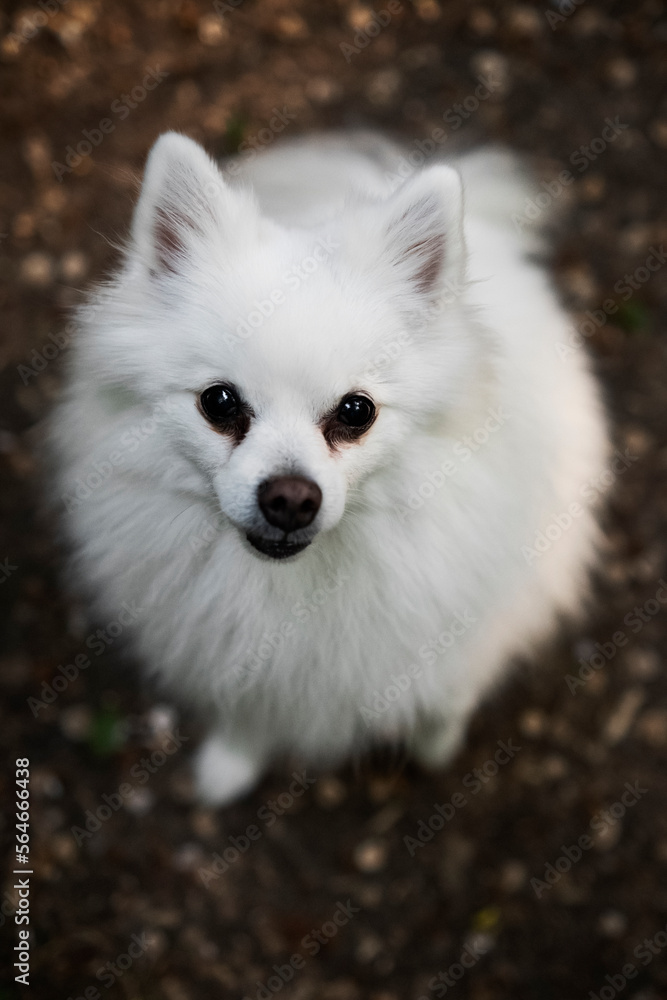 white pomeranian dog looking up in camera