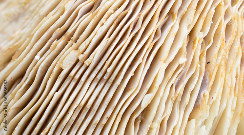 the bottom of the mushroom with gills
