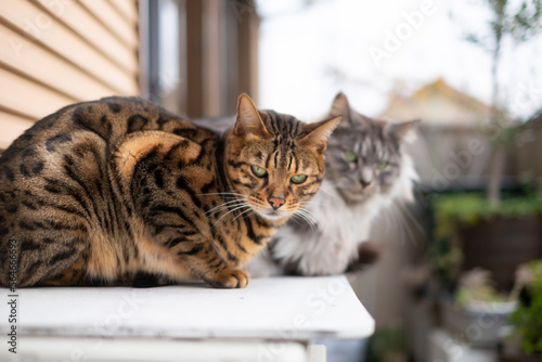 ベランダのベンガル猫とサバトラ猫