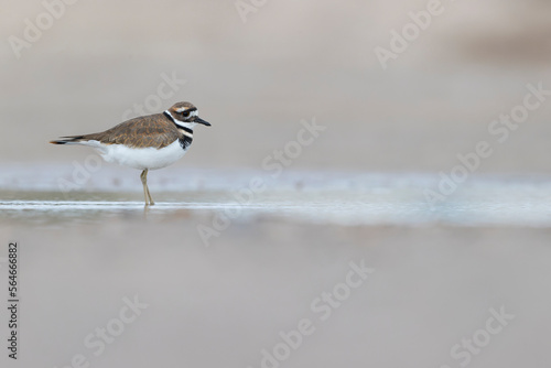 Foto killdeer (Charadrius vociferus) plover foraging in the dunes of Texas
