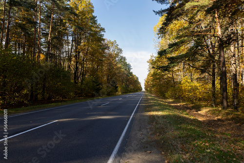 Yellowing foliage in the autumn season