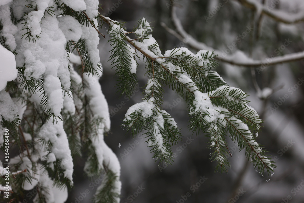 Snow-covered branches of fir trees in the forest