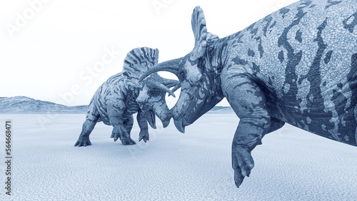 triceratops are fighting in the desert rea view copy