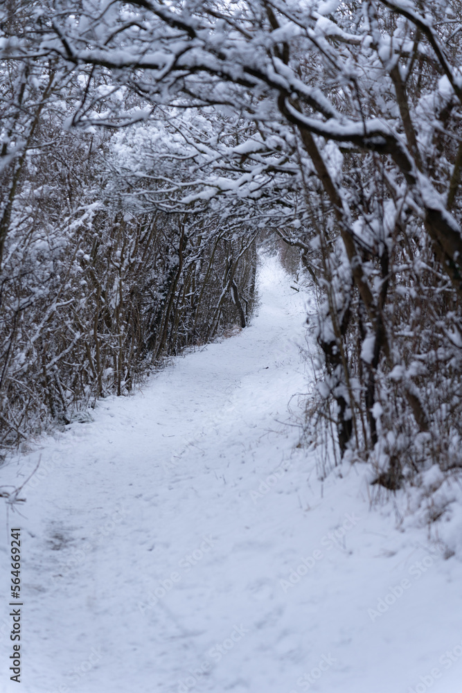 Snowy wintery path through the woods Snowy wintery path through the woods