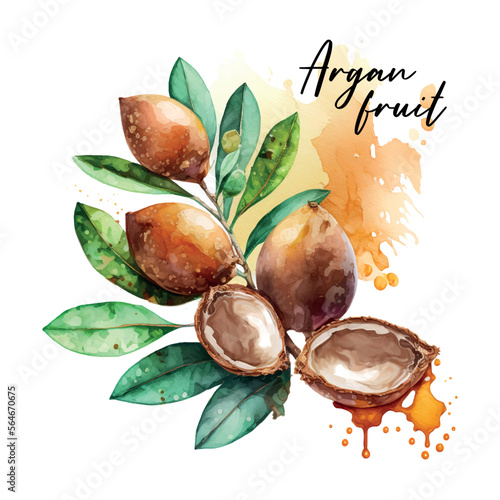 Branch of the argan tree, can be used as a design element for the decoration of cosmetic or food products using argan oil. Hand-drawn watercolor sketch