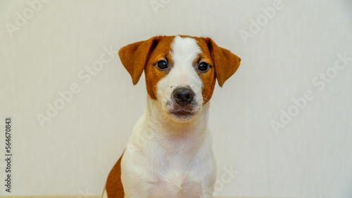 Jack Russell Terrier puppy looks into the frame. Close-up.