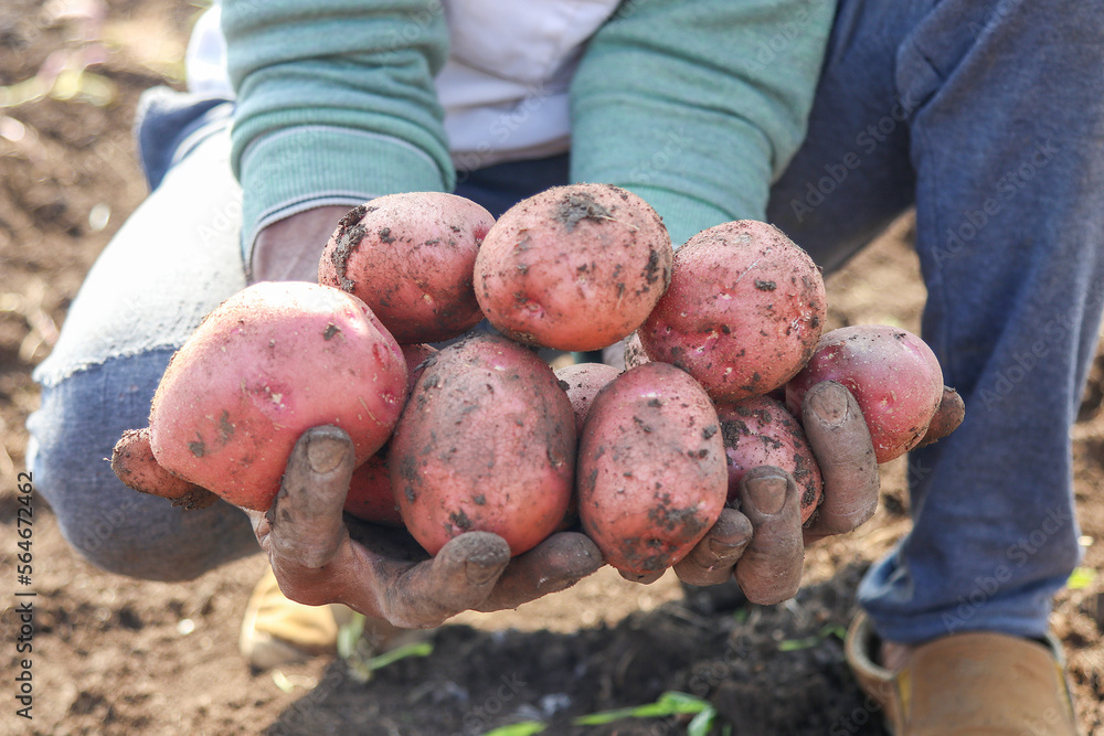 Potatoes in male hands on soil background
Potatoes in male hands on soil background