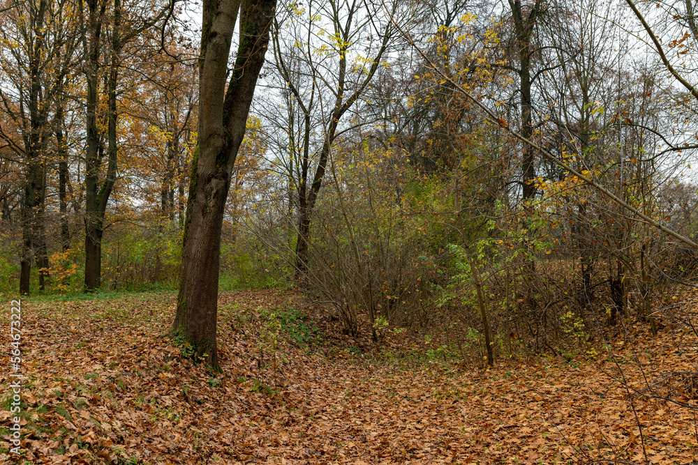 Autumn foliage on trees during its color change Autumn foliage on trees during its color change