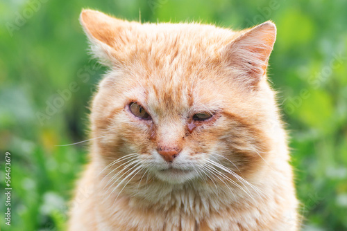 Portrait of a red stray cat with sore eyes sitting in the green grass