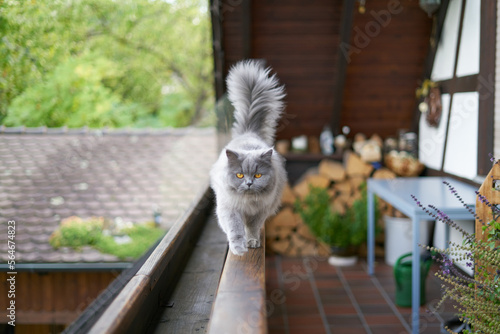 young cute british long hair cat with beautiful eyes walking on a wooden balcony railing