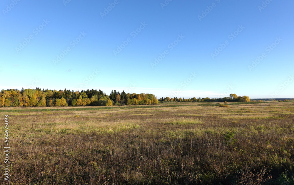 Rural countryside panoramic autumn landscape with field with dry grass and the forest on horison under clear cloudless blue sky