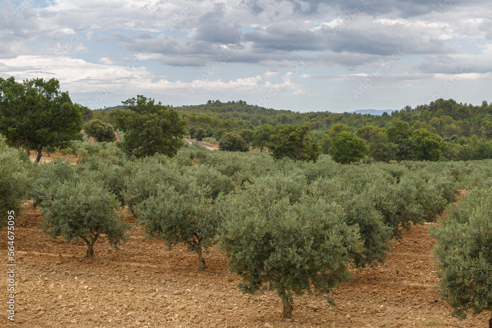 Champs d'oliviers à perte de vue en Provence, France