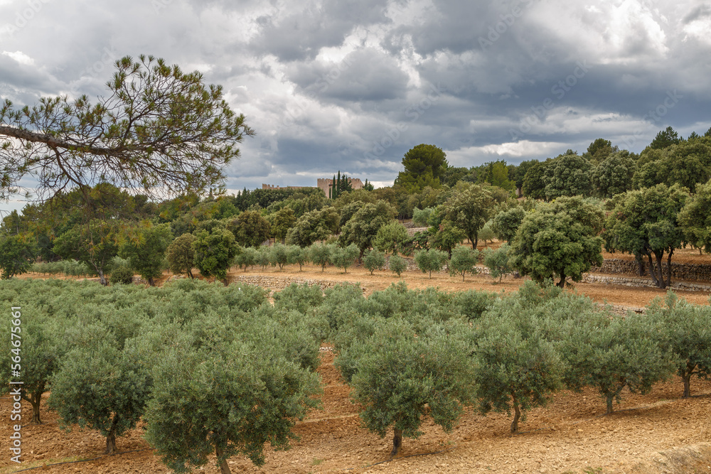 Champs d'oliviers à perte de vue en Provence, France