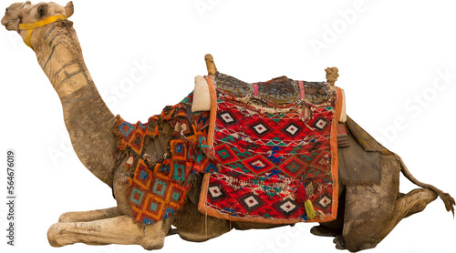 Dromedar camel in the background sands of hot desert, Egypt, Sinai photo