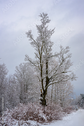 A very tall and gnarled tree covered in snow along Seward Road in Windsor in Upstate NY.  Snow-covered trees with fog, from the Susquehanna River, form behind them.  The eeri sky adds to the softness. photo