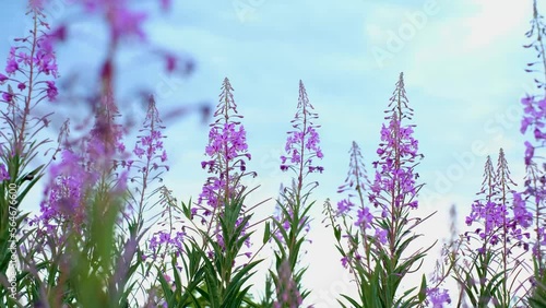 Fireweed or rosebay willow herb moving in light wind. Close-up of beautiful violet pink blossoming fireweed flowers during sunny summer day. Summer background. Nordic summer nature.