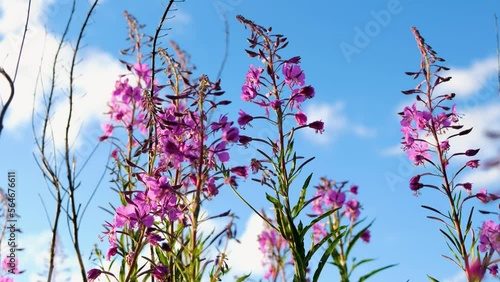 Fireweed or rosebay willow herb moving in light wind. Close-up of beautiful violet pink blossoming fireweed flowers during sunny summer day. Summer background. Nordic summer nature.