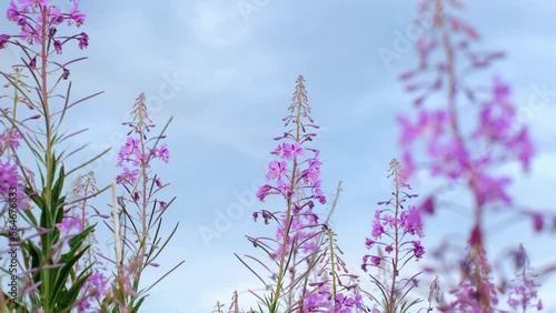 Fireweed or rosebay willow herb moving in light wind. Close-up of beautiful violet pink blossoming fireweed flowers during sunny summer day. Summer background. Nordic summer nature.
