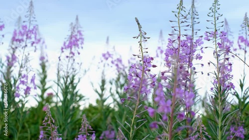 Fireweed or rosebay willow herb moving in light wind. Close-up of beautiful violet pink blossoming fireweed flowers during sunny summer day. Summer background. Nordic summer nature.