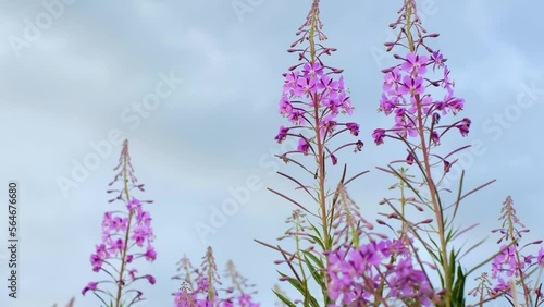 Fireweed or rosebay willow herb moving in light wind. Close-up of beautiful violet pink blossoming fireweed flowers during sunny summer day. Summer background. Nordic summer nature.