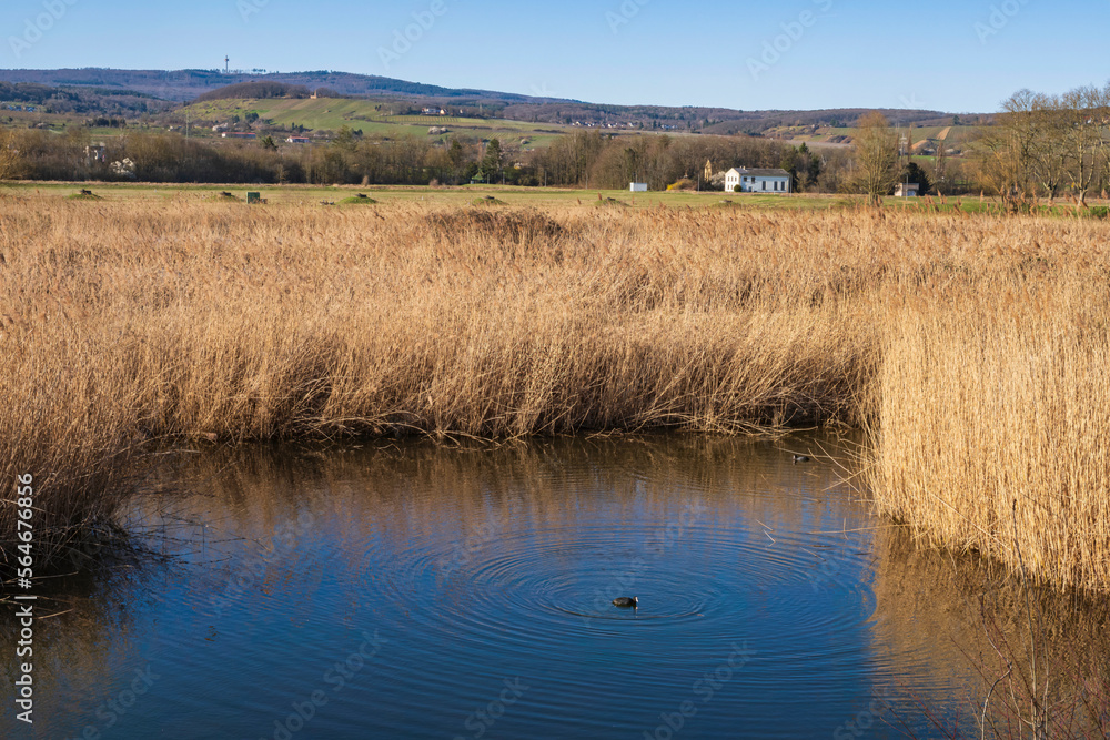 View of reeds near Wiesbaden-Schierstein/Germany in spring View of reeds near Wiesbaden-Schierstein/Germany in spring