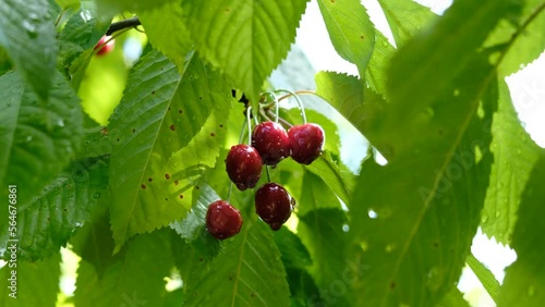 Ripe cherries hanging from a sweet cherry tree branch in sunshine. Bird cherry tree. Water droplets on fruits after rain reflecting sun.