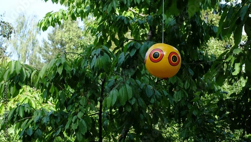 Scare-eye balloon or bird scare ball. Inflated scare-eye bird repellent balloons moving in wind efficiently repel common unwanted pest birds off of property. 