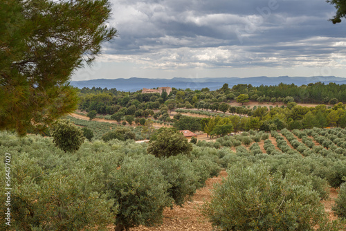 Champs d'oliviers à perte de vue en Provence, France photo