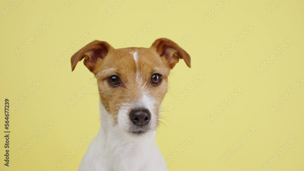 Curious interested dog looks into camera and turns his head in different directions. Jack russell terrier closeup portrait on yellow background. Funny pet
