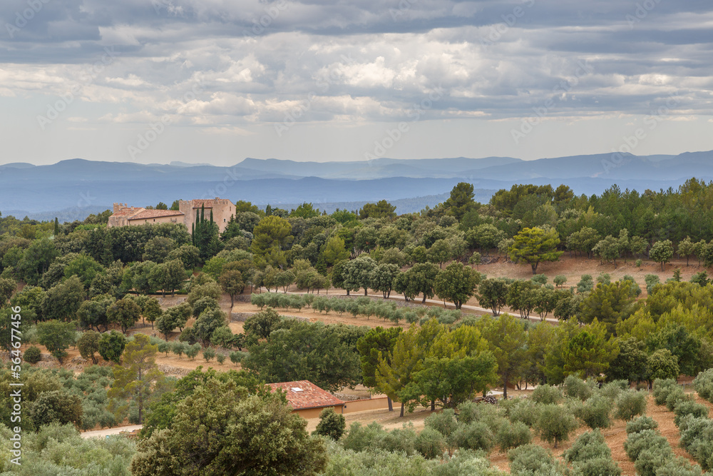 Champs d'oliviers à perte de vue en Provence, France