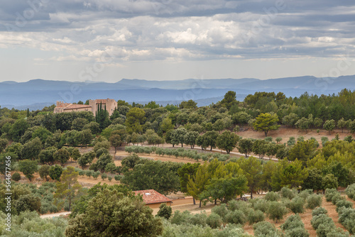 Champs d'oliviers à perte de vue en Provence, France photo