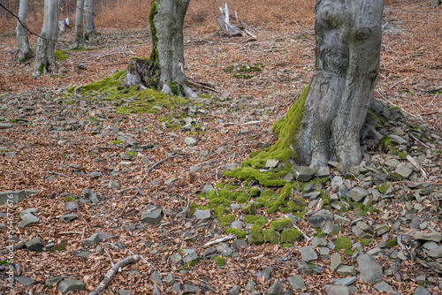 The lower part of a beech tree with fallen leaves.