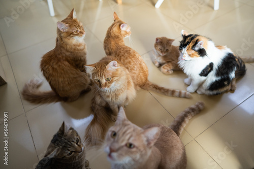 Photography A group of cats in a cat cafe. Charity space.