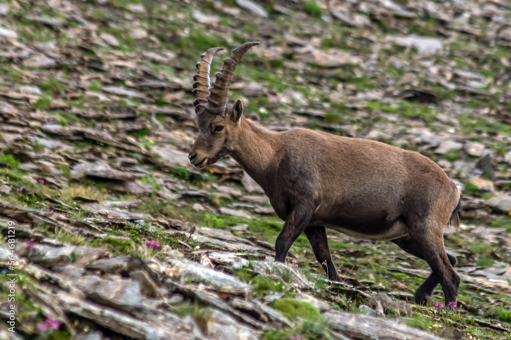 Bouquetin dans le Queyras en été Bouquetin dans le Queyras en été