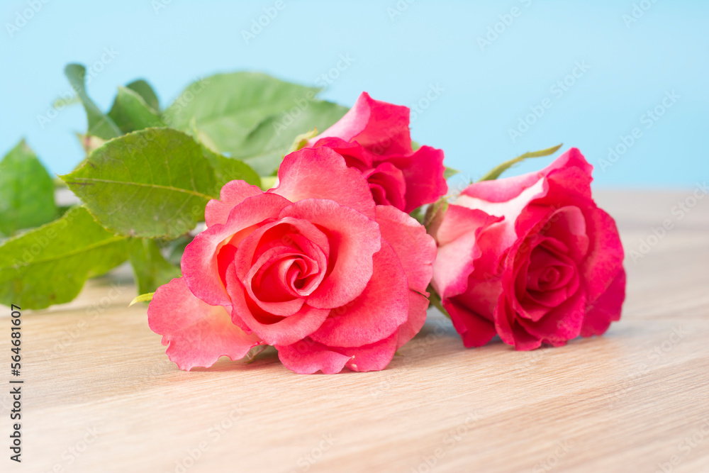 one scarlet rose on wood table, copy space for text, blur background