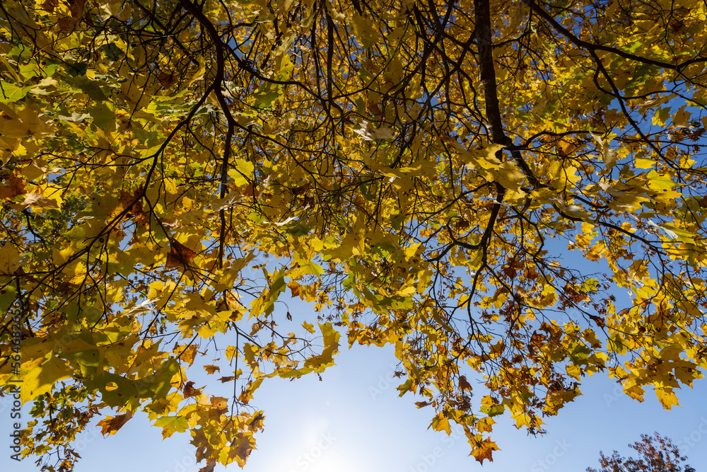Bright maple foliage illuminated by sunlight Bright maple foliage illuminated by sunlight