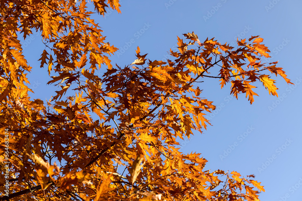 Orange dry oak foliage in the autumn season Orange dry oak foliage in the autumn season