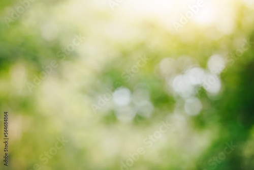 Abstract green blurred bokeh background from trees with sunlight in the botanic garden park, out of focus