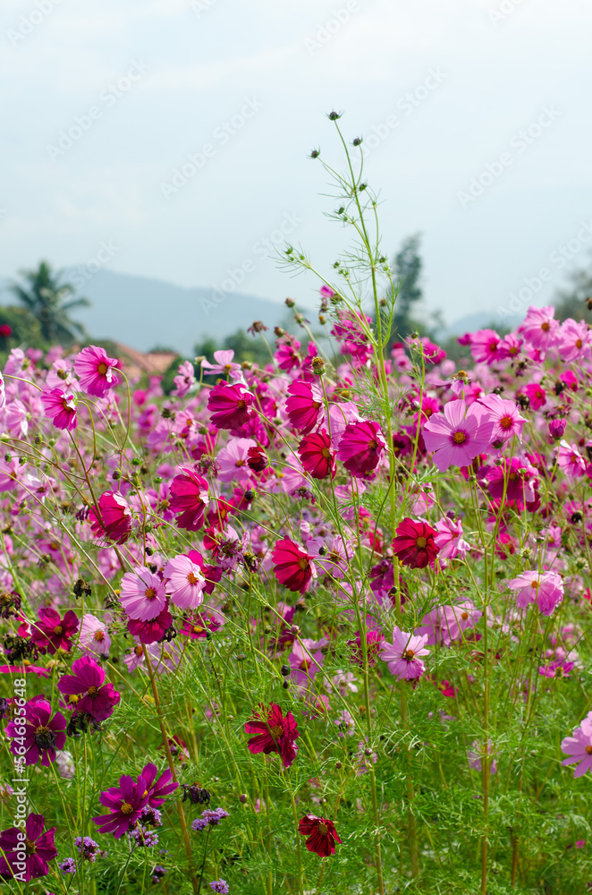 Cosmos flowers in the garden with blue sky, nature background.