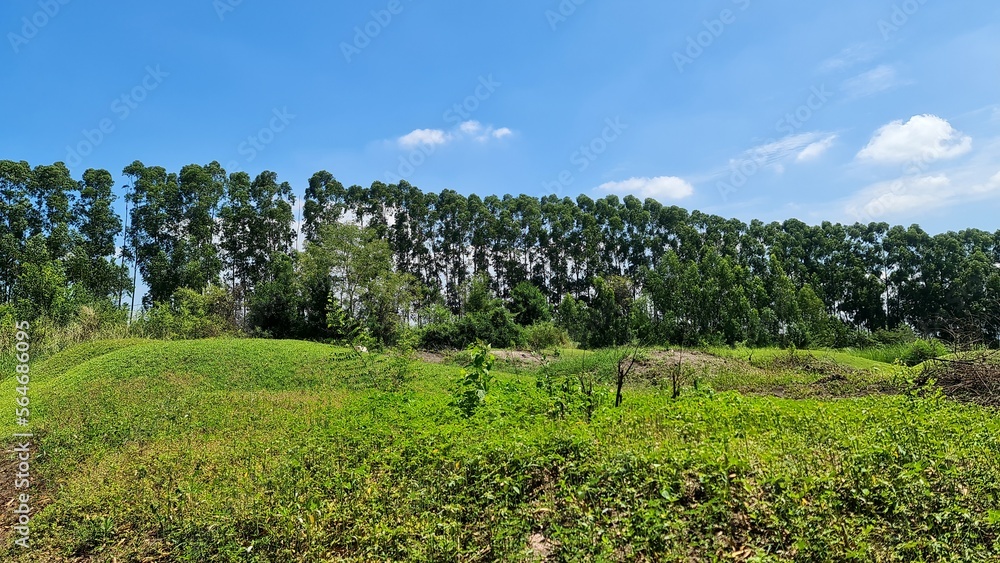 field of tree background for wallpaper and artwork