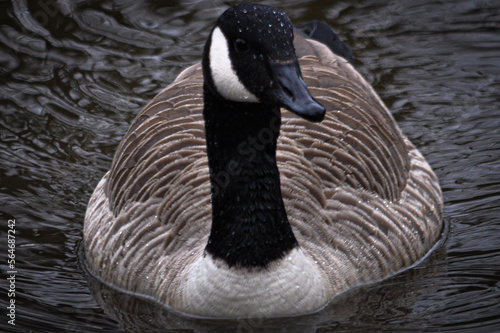 country goose swimming