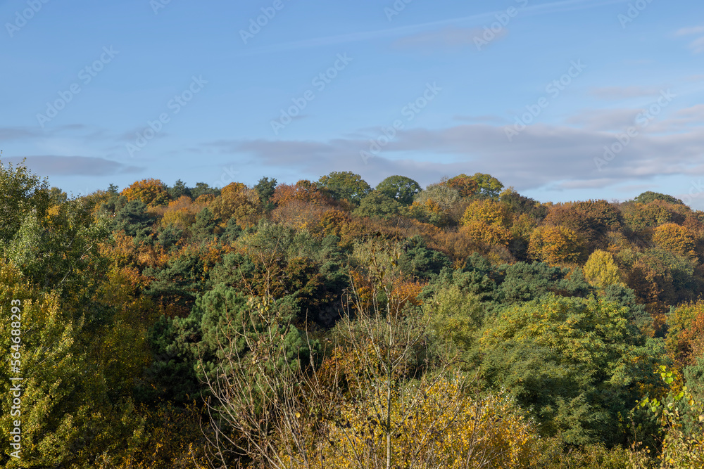 Mixed forest in the autumn season with different deciduous trees Mixed forest in the autumn season with different deciduous trees
