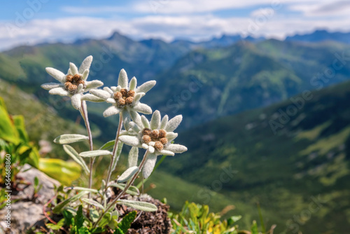 Very rare edelweiss mountain flower. Isolated rare and protected wild flower edelweiss flower (Leontopodium alpinum) growing in natural environment high up in the mountains © Ivan