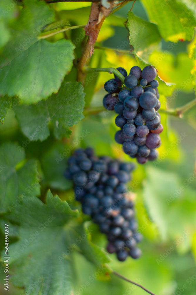 Vigne grappe de raisin