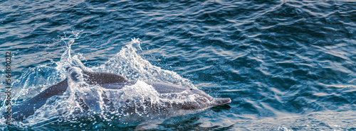 Amazing trip to Khasab in Oman with seeing Dolphins in their natural habitat. photo