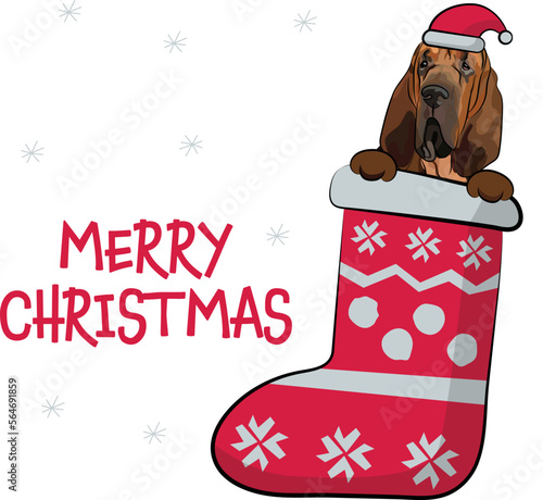 Funny Bloodhound dog with paws in Christmas stocking. Funny holiday greeting card with a cute dog head. New year postcard. Winter gift, pet in socks, cute X-mas design with Bloodhound with paws.