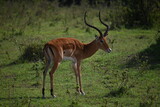 Impala en el Maasai Mara, Kenia