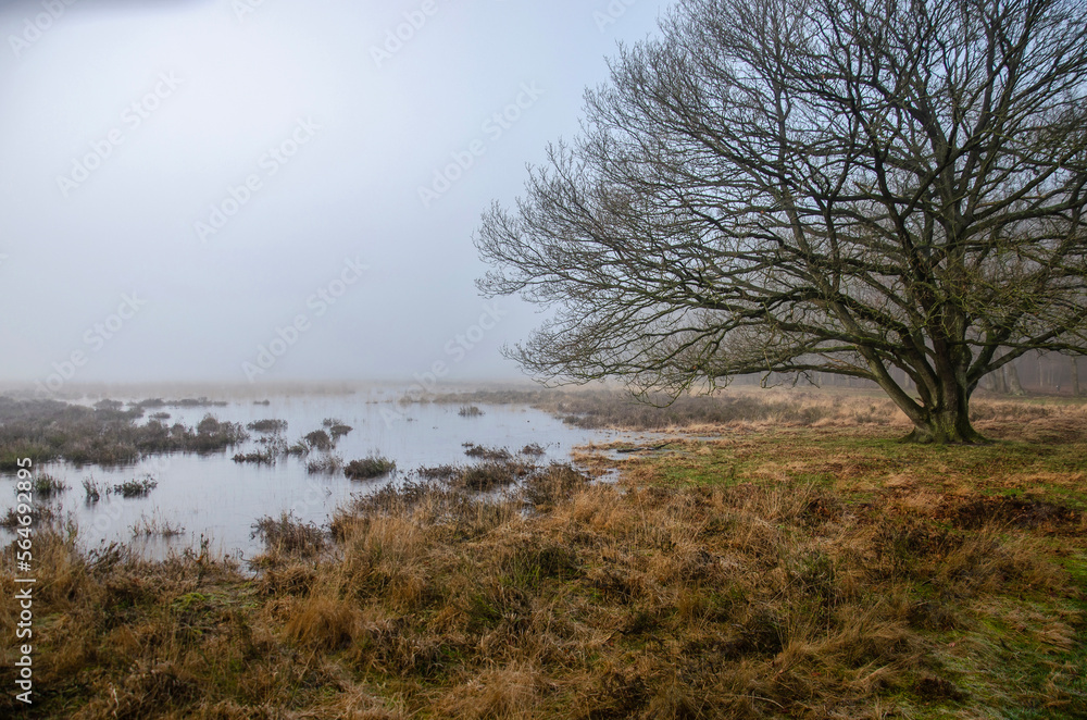 Landscape with a solitary tree, shallow ponds and grassy meadows near the edge of a forest on a misty winter morning near Dwingeloo, The Netherlands Landscape with a solitary tree, shallow ponds and grassy meadows near the edge of a forest on a misty winter morning near Dwingeloo, The Netherlands