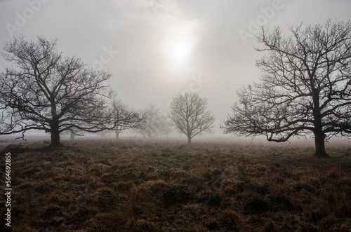 Sun breaking through the fog above a landscape with low vegetation and scattered tree on a winter morning near Dwingeloo, The Netherlands