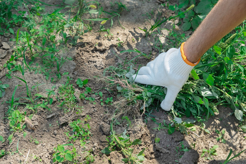 A hand removes weeds in the garden. Gardening concept.